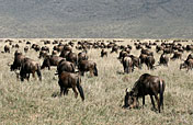 4-Day Wildebeest Migration Tour