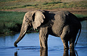 8-Day Selous Game Reserve & Ruaha National Park Safari