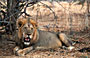 6-Day Big Five Safari