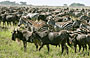 7-Day Journey of the Wildebeest