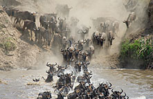 nkuringo walking safaris