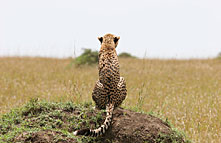 african horizons travel & safaris ltd