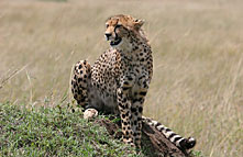 east african adventures tours and safaris