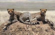 rainbow tours tanzania