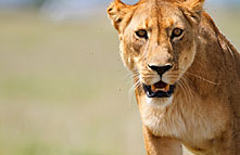 elite tours kenya