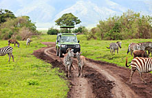 leopard tours vehicles