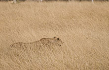 nature land safari