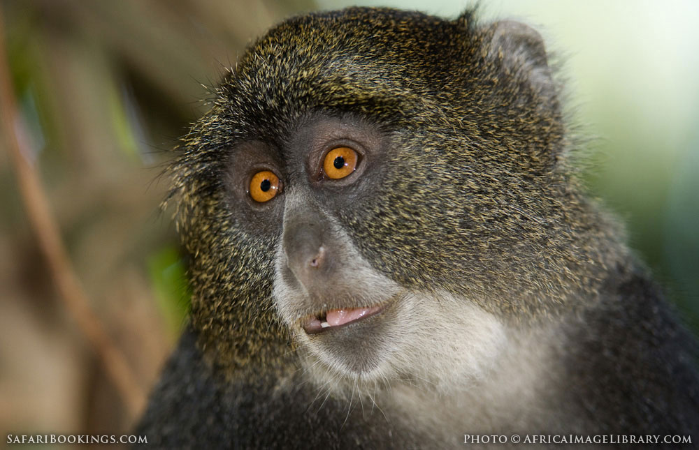 Sykes monkey with bright orange eyes in Arusha National Park, Tanzania