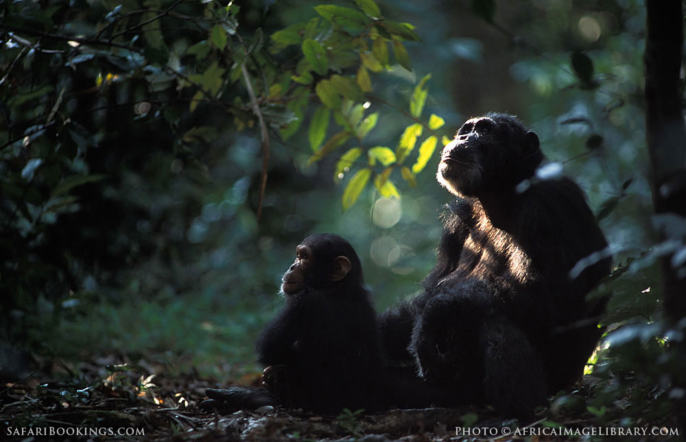 A chimp with her young in Gombe National Park, Tanzania