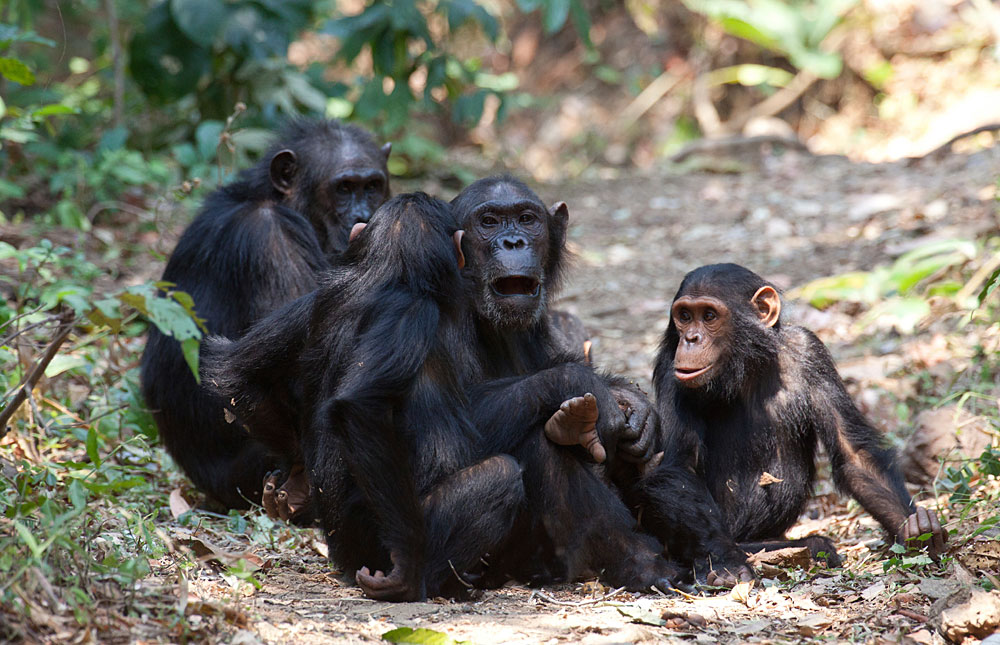 gombe chimpanzee war videos