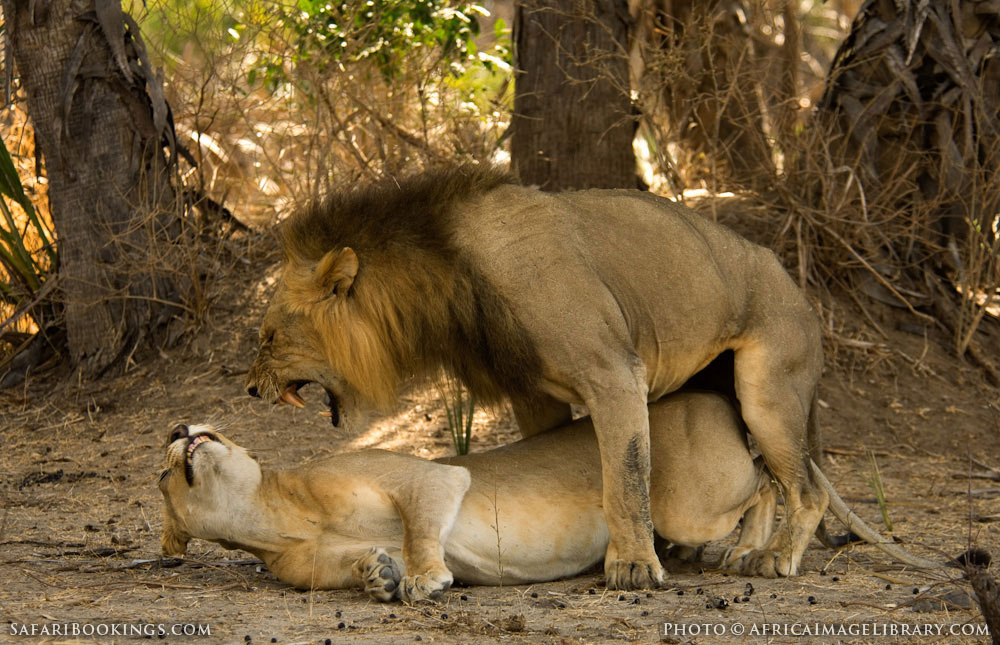 Photos, images & pictures of Selous Game Reserve Photos, images & pictures of Selous Game Reserve