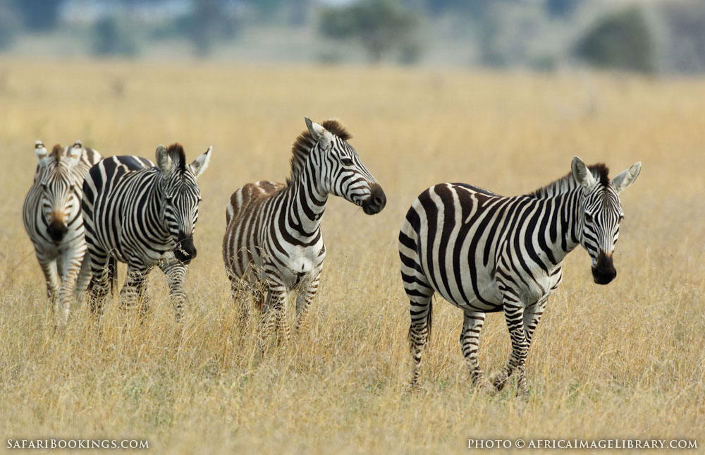 Serengeti NP Wildlife Photos – Images & Pictures