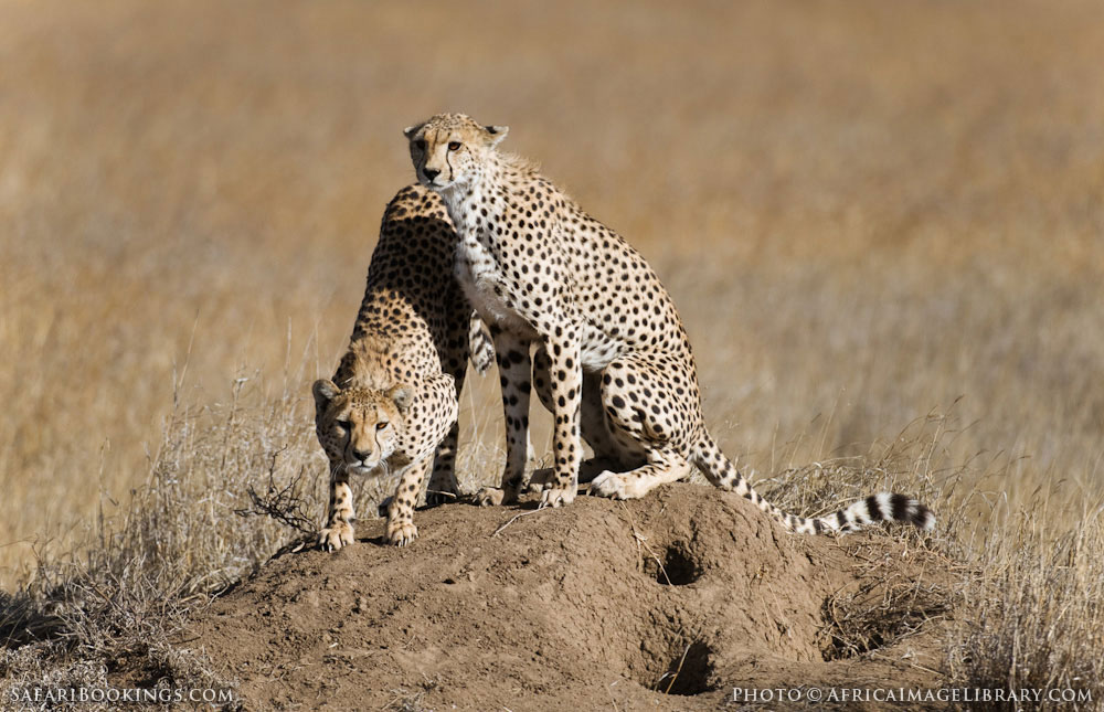 Serengeti NP Wildlife Photos Images Pictures