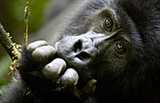 6-Day Gorillas, Chimps & Lions Safari
