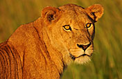 10-Day The ‘Big Five’, Gorillas & Chimps Safari