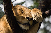 8-Day Western Ugandas Rainforest & Savannah