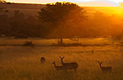 8-Day Uganda Wildlife Holiday (mid-Range)