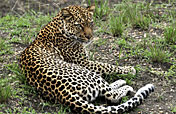 11-Day Discover Western Uganda Safari