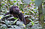 6-Day The Primates of Uganda - Mid-Range