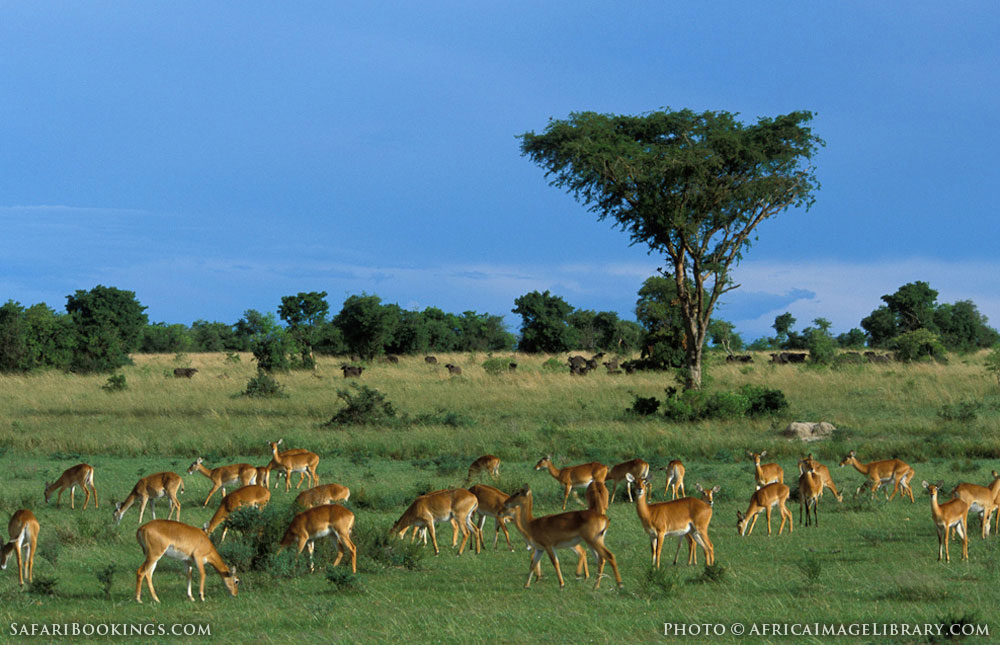 Breeding herd of Ugandan kob in Murchison Falls National Park, Uganda