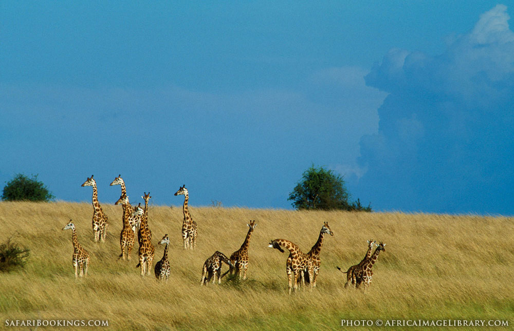 Rothschild's giraffe in a field with a clear blue sky in Murchison Falls National Park, Uganda