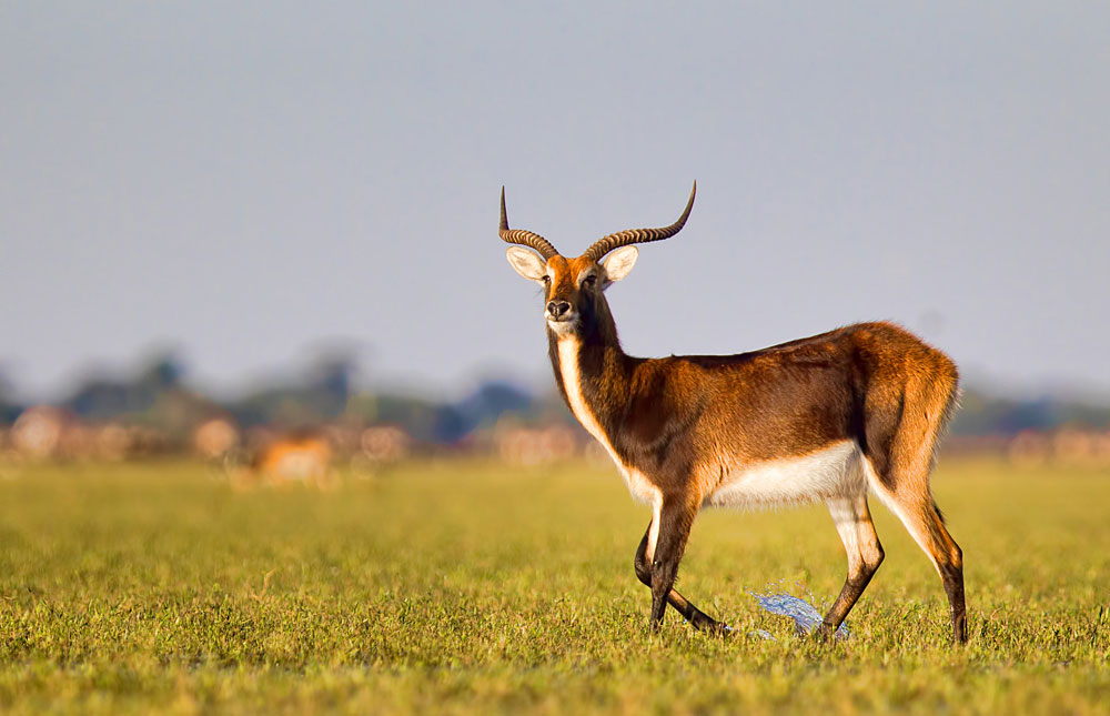 Bangweulu Wetlands Photos – Images & Pictures