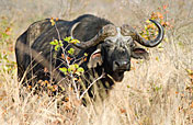 5-Day Victoria Falls and Chobe National Park