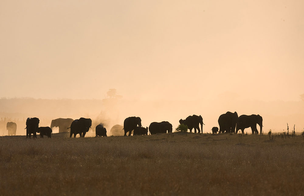 Elephants on a dusty horizon in Hwange National Park, Zimbabwe