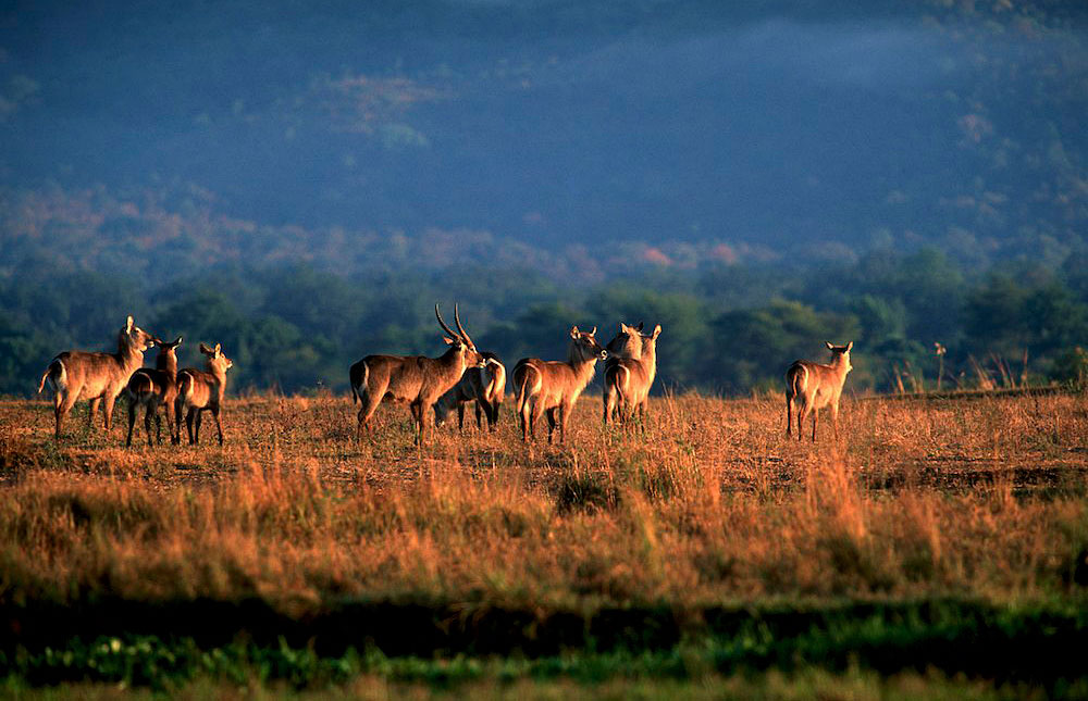 Expert Rating Reviews >> Mana Pools National Park – Travel Guide, Map & More! Expert Rating Reviews >> Mana Pools National Park – Travel Guide, Map & More!