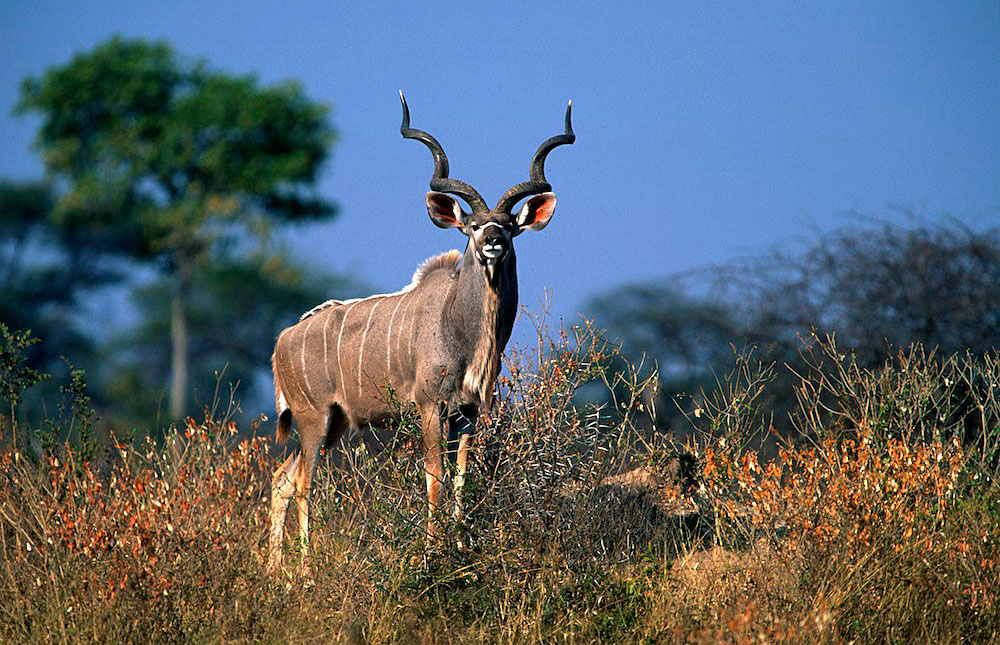 Zimbabwe Wildlife Photos Award winning images & pictures!