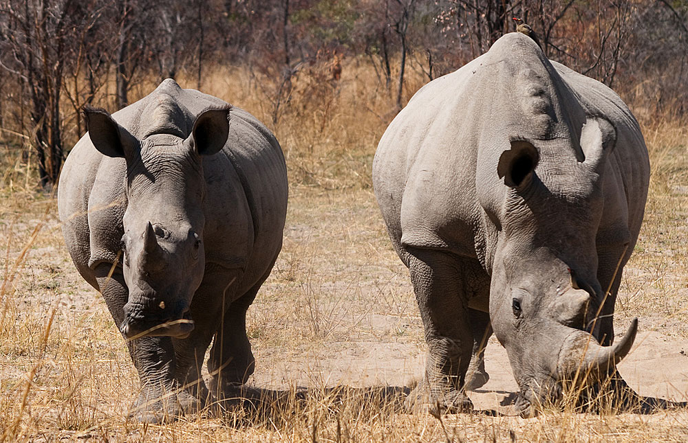 Matobo NP Wildlife Photos – Images & Pictures