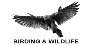 Wide Birding Eco Tours