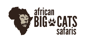 African Big Cats Safaris logo