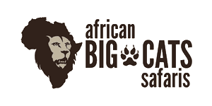 African Big Cats Safaris Logo