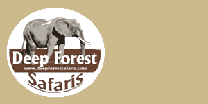 Deep Forest Safaris