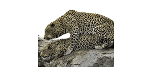 Zinga adventure and tours Zinga adventure and tours