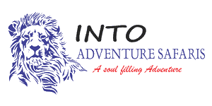 Into Adventure Safaris Logo