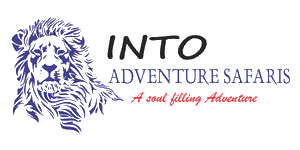 Into Adventure Safaris