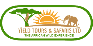 Yield Safaris and Tours 