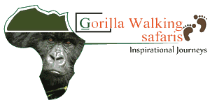 Gorilla Walking Safaris