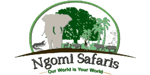 Ngomi Safaris