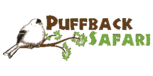 Puffback Safaris