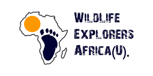 Petero Wildlife Explorers Africa Logo