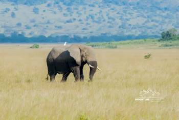 Opportune Safaris Photo