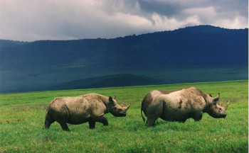 Splendor Safari Company Photo