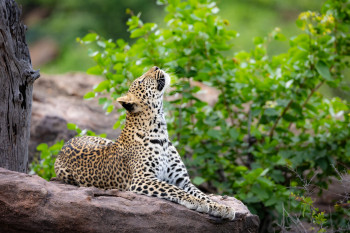 Wilderness Pulse Safaris Photo