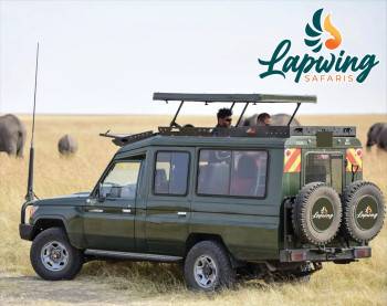 Lapwing Safaris Kenya Photo