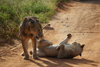 Jaypol African Safaris Photo
