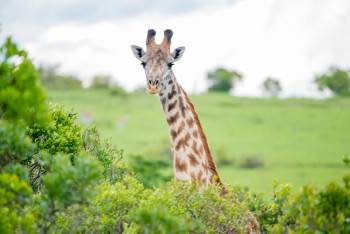 Adventure Masai Mara Photo