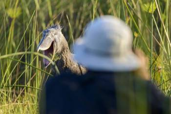 Wild Compass Africa Photo